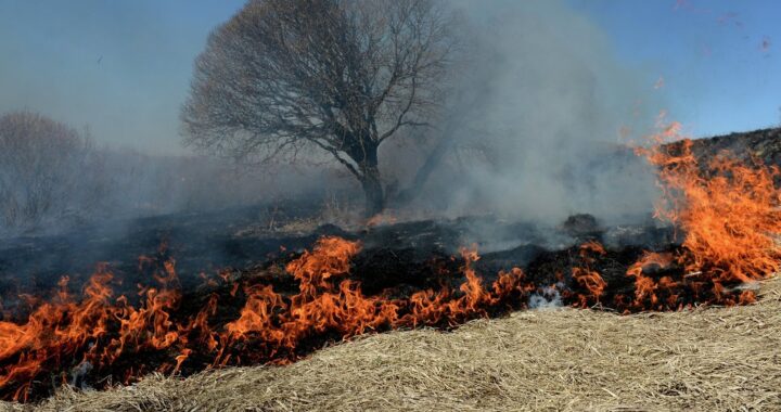 Внимание! В два раза возросло количество возгораний сухой растительности