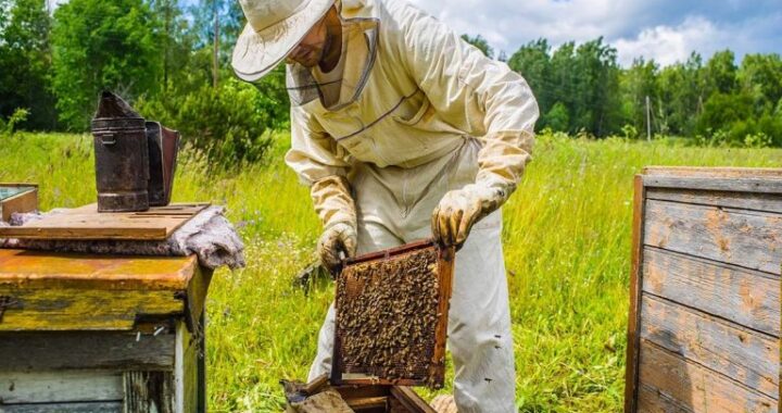 ВНИМАНИЮ пчеловодов села Чишмикиой. Опрыскивание поля перенесено на 5-6 мая