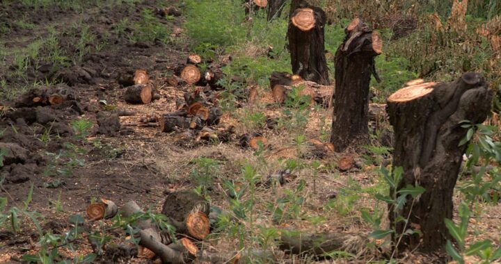 Инспекция по охране окружающей среды предупреждает