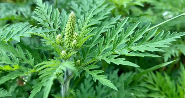 Осторожно: амброзия!