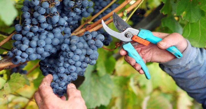 Предприятию VINIA TRAIAN требуются работники по сбору винограда